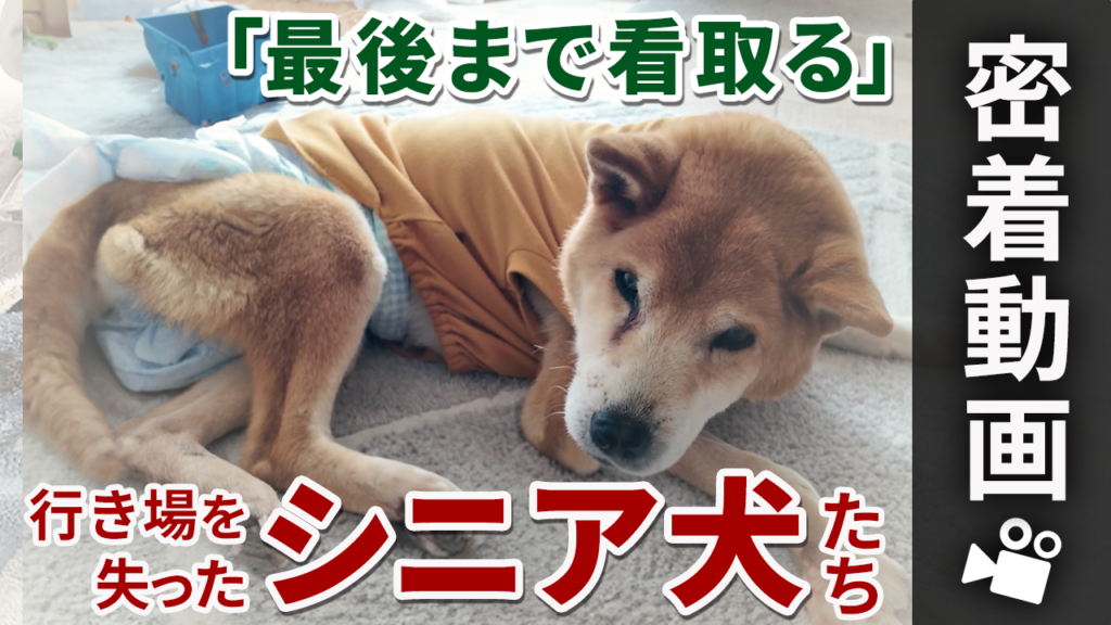 NPO法人しっぽの家族